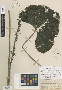 Image Associated With the Occurrence