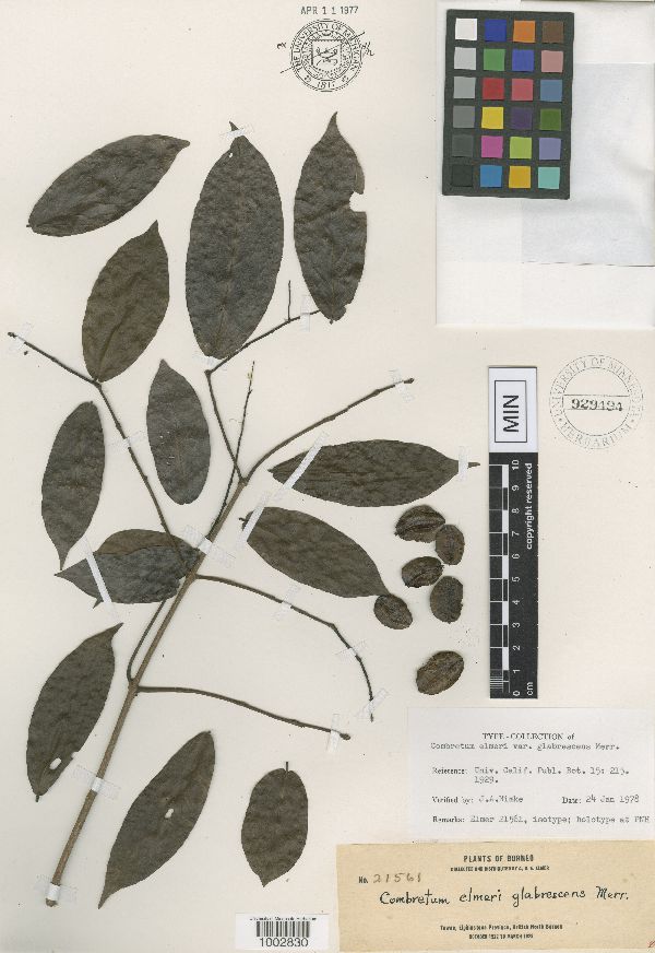 Combretum elmeri var. glabrescens image