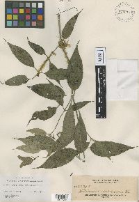 Image of Williamsia viridescens