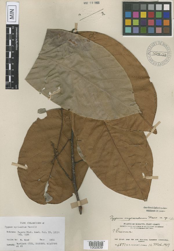 Prunus polystachya image