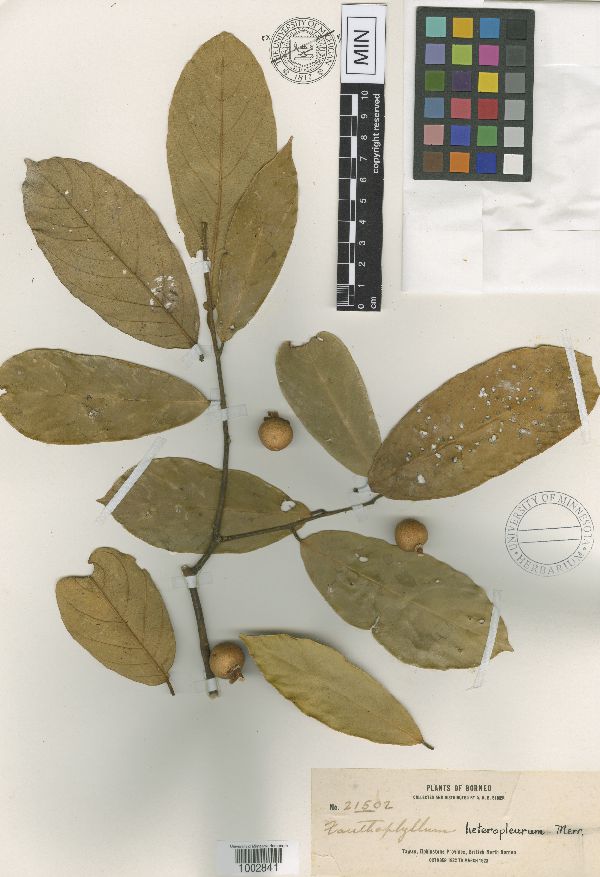 Xanthophyllum heteropleurum image