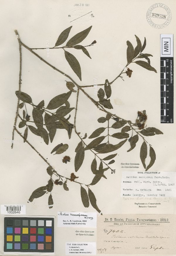 Psidium kennedyanum image