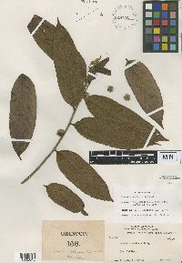 Casearia rusbyana image