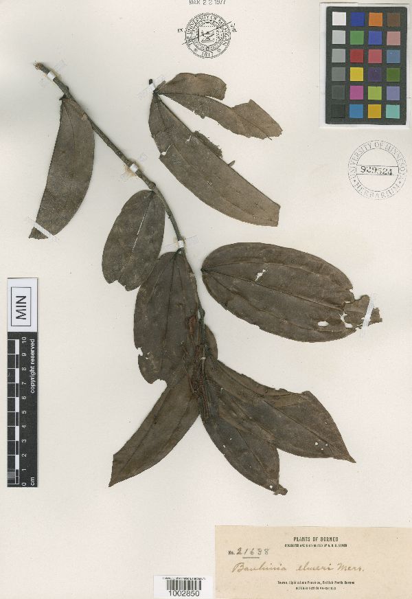 Bauhinia elmeri image