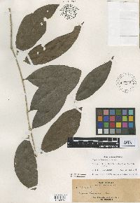 thumbnail image of current specimen