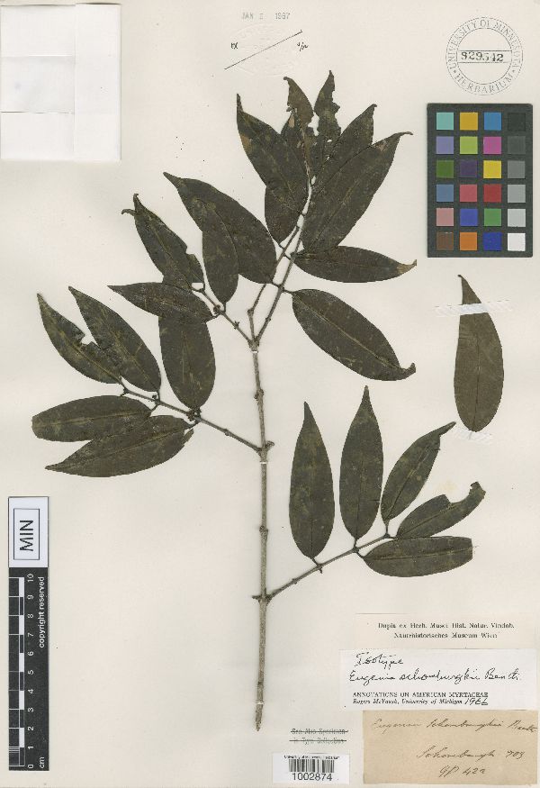 Eugenia lambertiana image