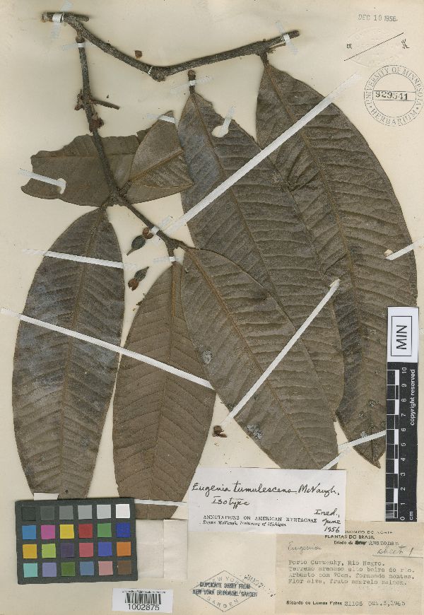 Eugenia tumulescens image
