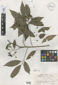 Image of Ardisia bartlettii