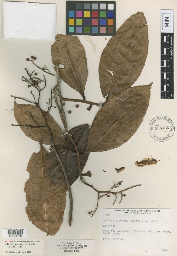 Ardisia copeyana image