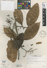 Image of Ardisia copeyana