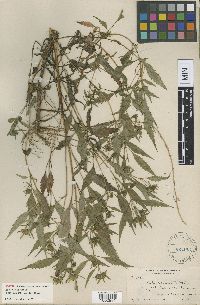 Bidens connata image