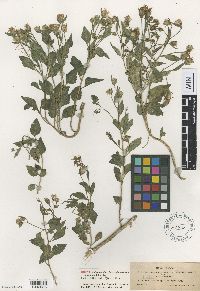 Media resource of Brickellia chenopodina