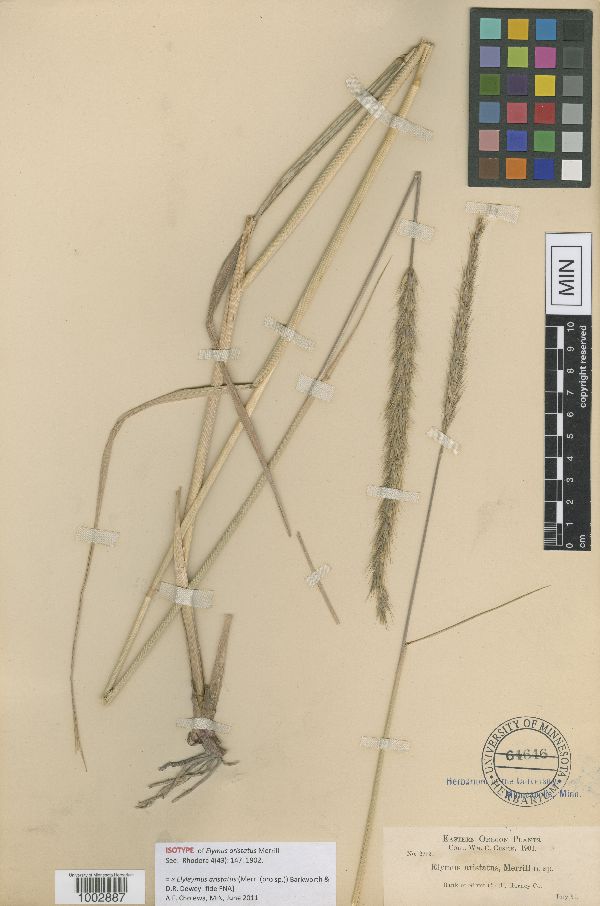 Elyleymus x aristatus image