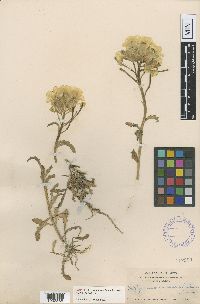 Image of Erysimum concinnum