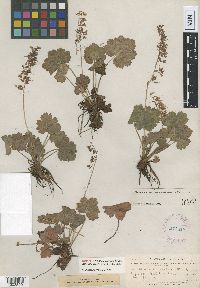 Heuchera rubescens image