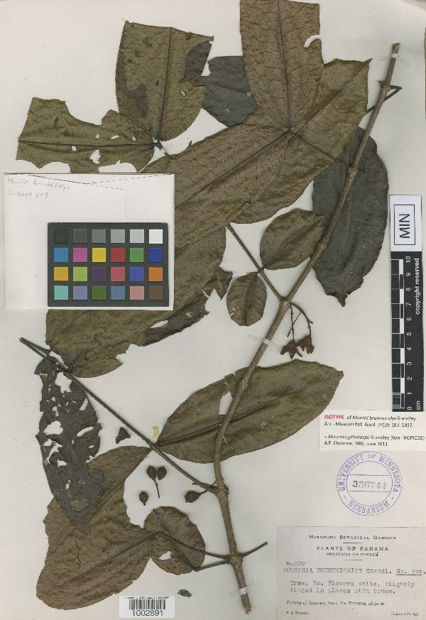 Mouriri cyphocarpa image