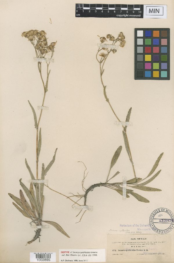 Packera cynthioides image