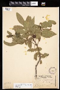 Carya cordiformis image