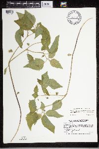 Physalis heterophylla image