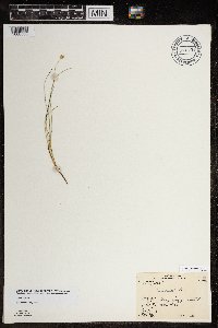 Carex capitata image