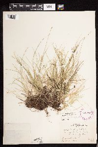 Carex disperma image