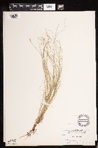 Carex disperma image