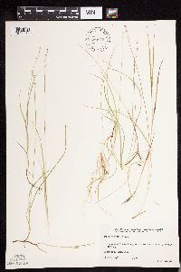 Carex disperma image