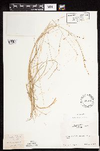 Carex disperma image