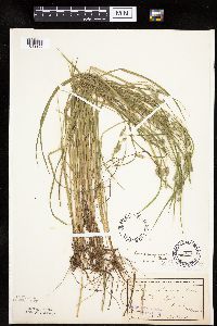 Carex magellanica subsp. irrigua image
