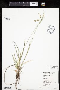 Carex magellanica subsp. irrigua image