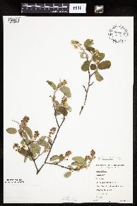 Image of Amelanchier humilis