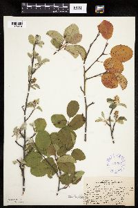 Amelanchier humilis image