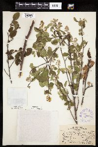 Amelanchier humilis image