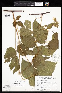 Rubus acridens image