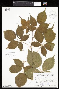 Rubus acridens image