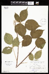 Rubus acridens image
