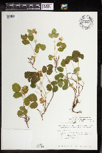 Rubus arcticus image
