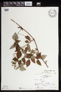 Rubus occidentalis image