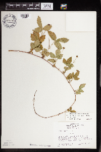 Rubus flagellaris image