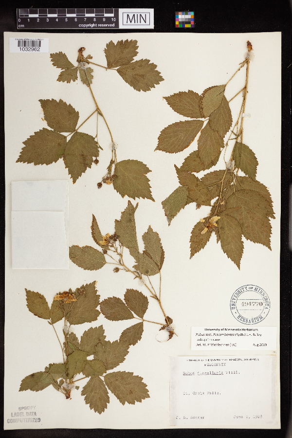 Rubus flagellaris image
