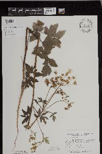 Pastinaca sativa image