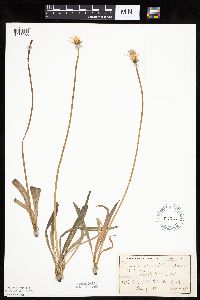 Agoseris glauca image