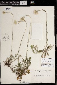 Antennaria howellii image