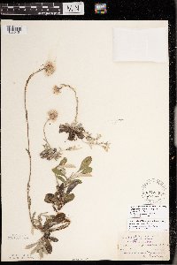 Antennaria parlinii subsp. fallax image