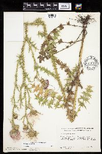 Carduus acanthoides image