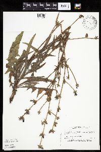 Cichorium intybus image