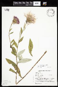 Cirsium altissimum image