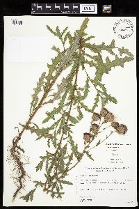 Cirsium arvense image
