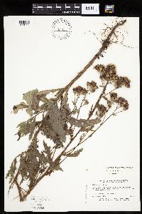 Cirsium arvense image