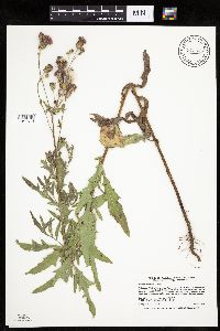 Cirsium arvense image